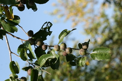 Ziziphus xylopyrus